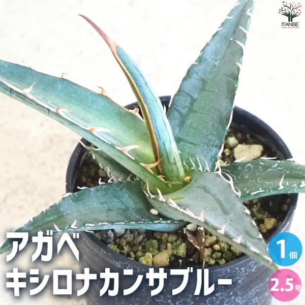 ITANSE アガベ キシロナカンサブルー 多肉植物 2.5号鉢/1個売り育てやすい 御祝 お祝い ...