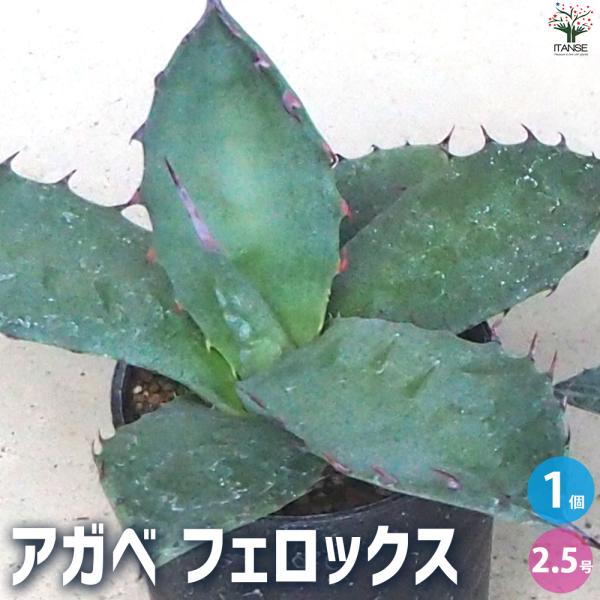 ITANSE アガベ フェロックス 多肉植物 2.5号鉢/1個売り育てやすい 御祝 お祝い イタンセ...