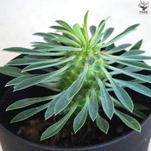 ITANSE ユーフォルビア 怪魔玉 多肉植物...の詳細画像3