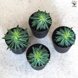 ITANSE ユーフォルビア 怪魔玉 多肉植物...の詳細画像4