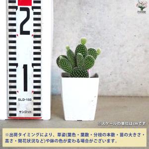 ITANSE オプンチア バニーカクタス(白桃...の詳細画像1