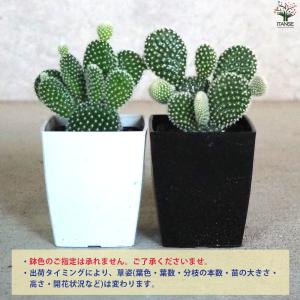 ITANSE オプンチア バニーカクタス(白桃...の詳細画像2
