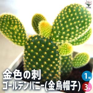 ITANSE 金色の刺 ゴールデンバニー(金烏帽子) 多肉植物 3号鉢/1個売り インテリアグリーン イタンセ公式