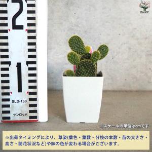 ITANSE 金色の刺 ゴールデンバニー(金烏...の詳細画像1
