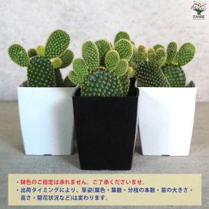 ITANSE 金色の刺 ゴールデンバニー(金烏...の詳細画像2