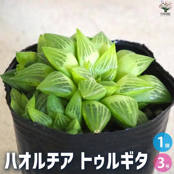 ITANSE ハオルチア トゥルギタ 多肉植物 3号ポット/1個売りインテリアグリーン  イタンセ公...