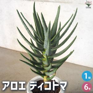 アロエ ディコトマ 多肉植物 6号/1個売り アロエ キダチアロエ 木立アロエ 医者いらず 薬用 食用 herb ハーブ ハーブ苗 多肉植物