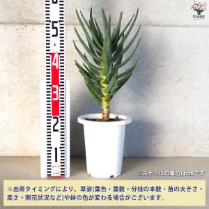 アロエ ディコトマ 多肉植物 6号/1個売り ...の詳細画像1