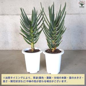 アロエ ディコトマ 多肉植物 6号/1個売り ...の詳細画像2