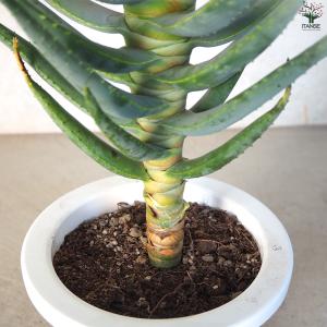 アロエ ディコトマ 多肉植物 6号/1個売り ...の詳細画像3