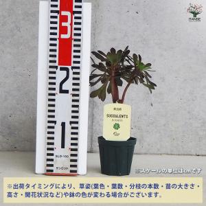 ITANSE 多肉植物 黒法師 多肉植物 2....の詳細画像1
