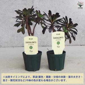 ITANSE 多肉植物 黒法師 多肉植物 2....の詳細画像2