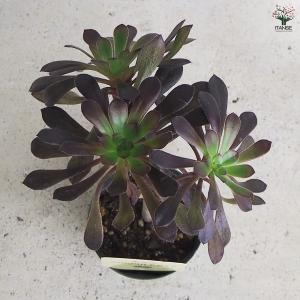 ITANSE 多肉植物 黒法師 多肉植物 2....の詳細画像3