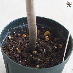 ITANSE 多肉植物 黒法師 多肉植物 2....の詳細画像4
