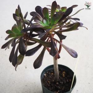 ITANSE 多肉植物 黒法師 多肉植物 2....の詳細画像5