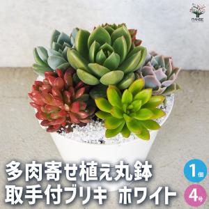 ITANSE 多肉寄せ植え 丸鉢取手付ブリキ ホ...の商品画像