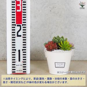 ITANSE 多肉寄せ植え 丸鉢取手付ブリキ ...の詳細画像1