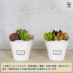 ITANSE 多肉寄せ植え 丸鉢取手付ブリキ ...の詳細画像2