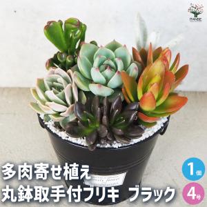 数量限定／多肉植物 寄せ植え 『J』観葉植物 ギフト 鉢 インテリア