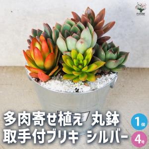 ITANSE 多肉寄せ植え 丸鉢取手付ブリキ シルバー 多肉植物 4号/1個売り 寄せ植え ガーデニング リビング オフィス 事務所 インテリア?