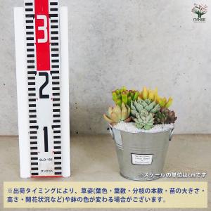 ITANSE 多肉寄せ植え 丸鉢取手付ブリキ ...の詳細画像1