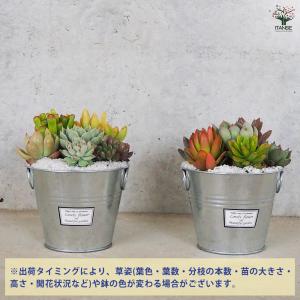 ITANSE 多肉寄せ植え 丸鉢取手付ブリキ ...の詳細画像2
