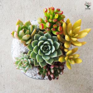 ITANSE 多肉寄せ植え 丸鉢取手付ブリキ ...の詳細画像3