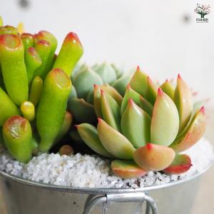 ITANSE 多肉寄せ植え 丸鉢取手付ブリキ ...の詳細画像4