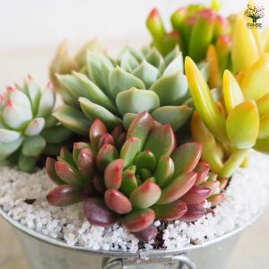 ITANSE 多肉寄せ植え 丸鉢取手付ブリキ ...の詳細画像5