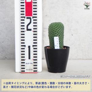 ITANSE サボテン マミラリア ピコ 多肉...の詳細画像1