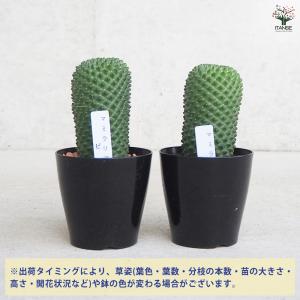 ITANSE サボテン マミラリア ピコ 多肉...の詳細画像2