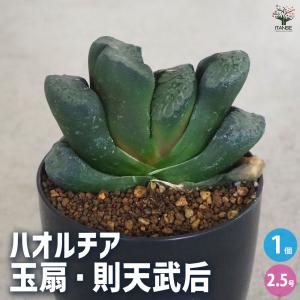 ITANSE ハオルチア(赤) 玉扇・則天武后 ...の商品画像