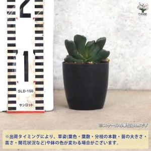 ITANSE ハオルチア(赤) 玉扇・則天武后...の詳細画像1