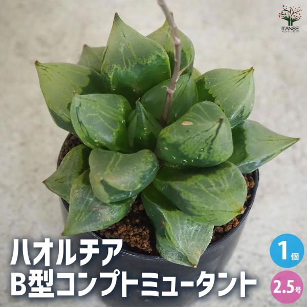 ITANSE ハオルチア(赤) B型コンプトミュータント 多肉植物 2.5号ポット/1個売り 多肉植...