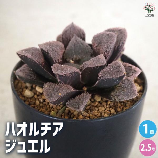 ITANSE ハオルチア(青) ジュエル 多肉植物 2.5号ポット/1個売り 多肉植物 ハオルチア属...