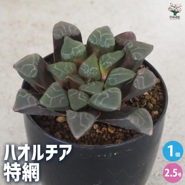 ITANSE ハオルチア(青) 特綱 多肉植物 2.5号ポット/1個売り 多肉植物 ハオルチア属 ハ...