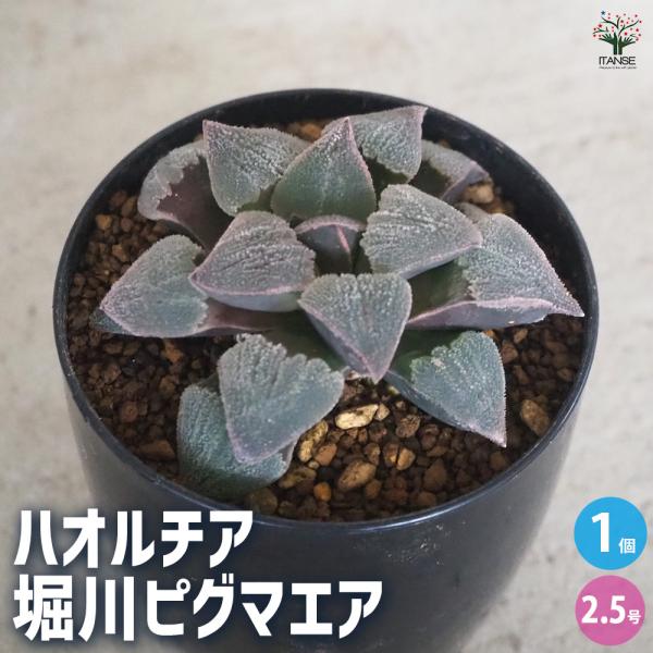 ITANSE ハオルチア(青) 堀川ピグマエア 多肉植物 2.5号ポット/1個売り 多肉植物 ハオル...