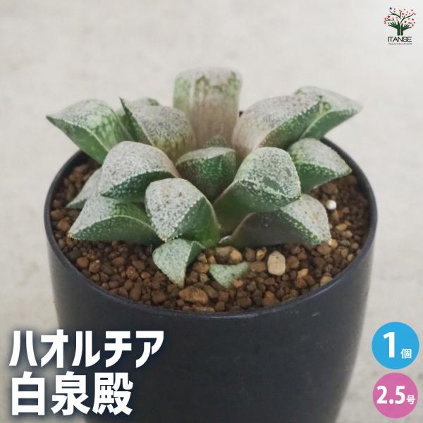 ITANSE ハオルチア(青) 白泉殿 多肉植物 2.5号ポット/1個売り 多肉植物 ハオルチア属 ...