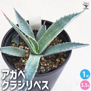 多肉植物：アガベ ピンキー*幅4.5cm 現品！一品限り : 遊恵盆栽