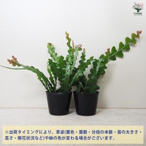 ITANSE エピフィラム アングリガー 多肉...の詳細画像2