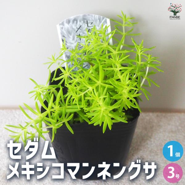 ITANSE セダム メキシコマンネングサ 多肉植物 3号ポット/1個売り グランドカバー 観葉植物...