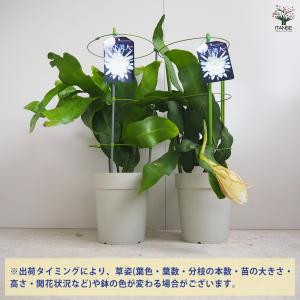 ITANSE 月下美人 月下美人 多肉植物 6...の詳細画像2