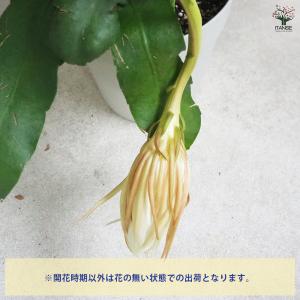 ITANSE 月下美人 月下美人 多肉植物 6...の詳細画像3