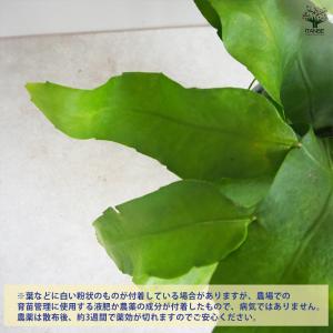 ITANSE 月下美人 月下美人 多肉植物 6...の詳細画像5