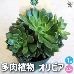 ITANSE 黒法師 (クロホウシ) 多肉植物 3.5号ポット お買い得4個セット