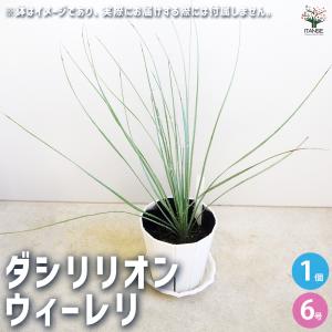 ダシシリオン・ロンギシマム　ドライガーデン ダシリリオン・ロンギシマム ドライガーデン 10号鉢 送料無料