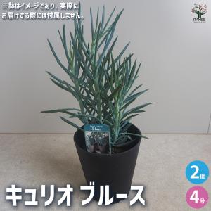 ユッカ リネアリフォリア リニアリーフ 観葉植物 4号/1個売り ゆっか