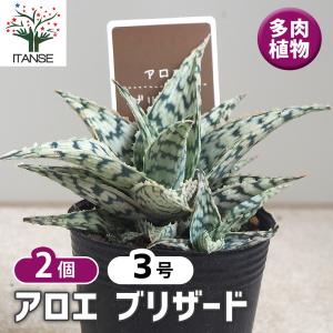 日本花キ流通 観葉植物 キダチアロエ 5号鉢 アロエ 木立アロエ 観葉