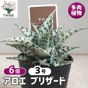 アロエ ブリザード 多肉植物 2.5号/お買い得6個セット アロエ キダチアロエ 木立アロエ herb ハーブ ハーブ苗 多肉植物
