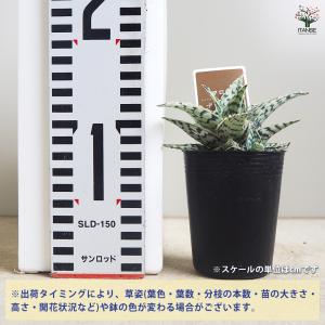 アロエ ブリザード 多肉植物 2.5号/お買い...の詳細画像1